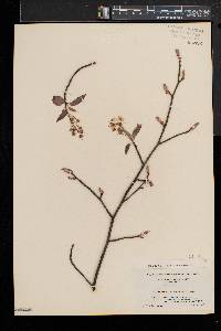 Amelanchier canadensis image