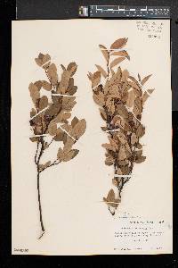 Amelanchier canadensis image