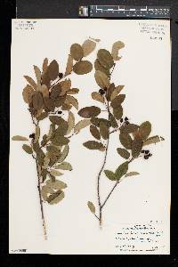 Amelanchier canadensis image