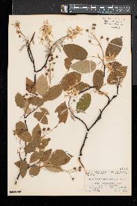 Amelanchier canadensis image