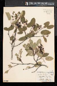 Amelanchier canadensis image