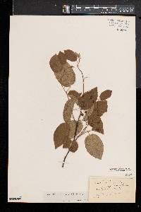 Amelanchier canadensis image