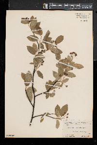 Amelanchier canadensis image