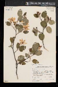 Amelanchier sanguinea image