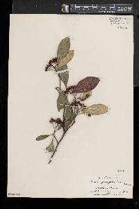 Aronia × prunifolia image