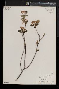 Aronia × prunifolia image