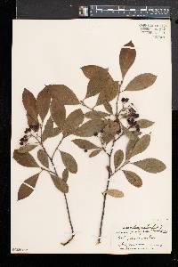 Aronia × prunifolia image