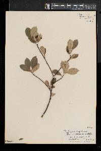 Aronia × prunifolia image