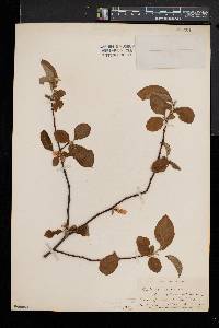 Chaenomeles sinensis image