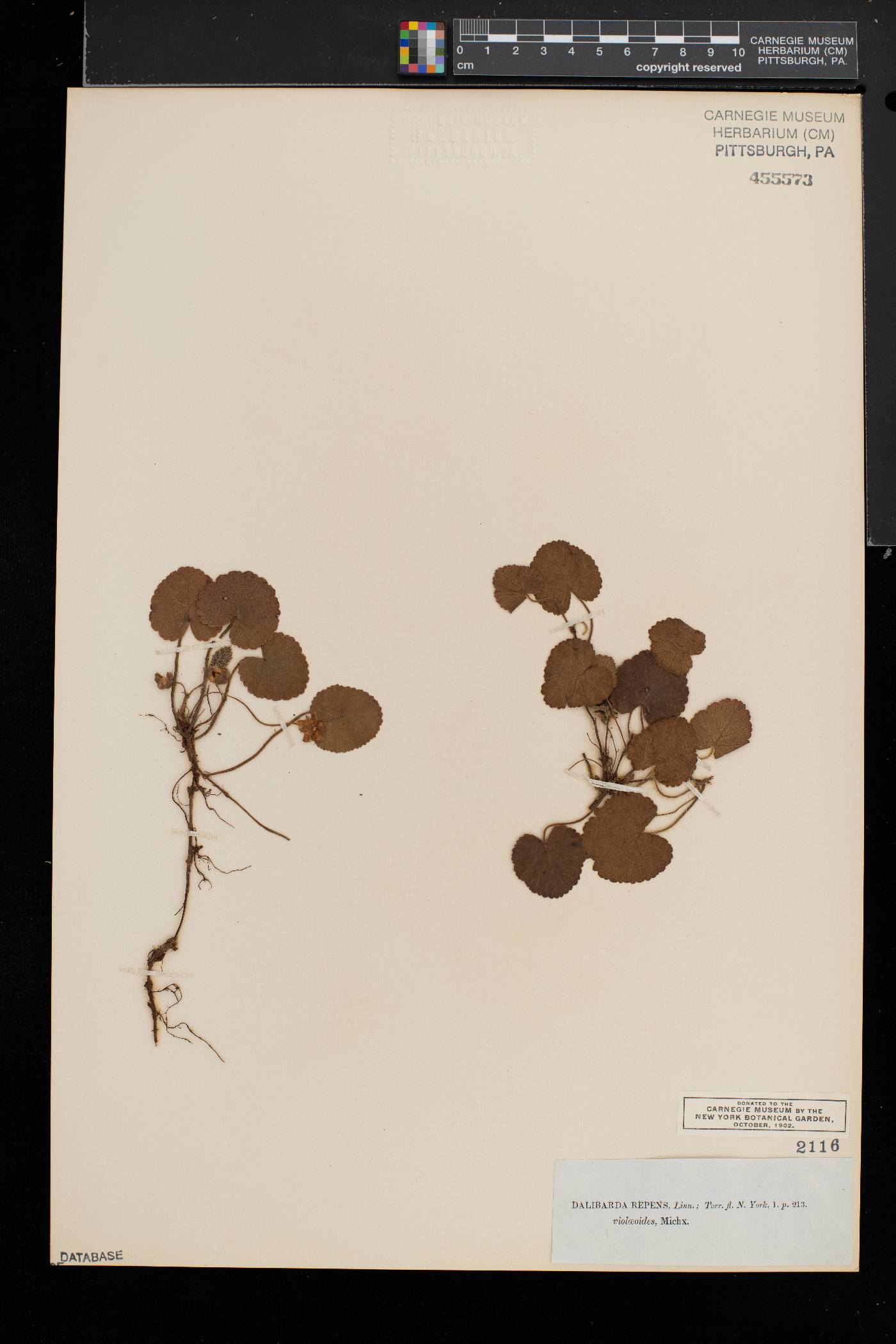 Dalibarda repens image