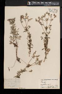 Potentilla argentea image