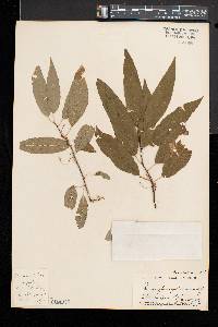 Prunus pensylvanica image