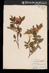 Rosa palustris image