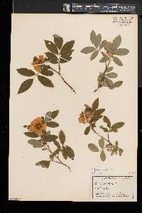 Rosa palustris image