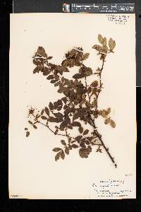 Rosa virginiana image