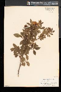 Rosa virginiana image