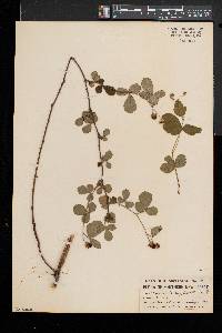 Rubus cuneifolius image