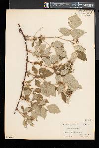 Rubus occidentalis image