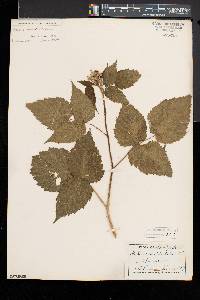 Rubus occidentalis image