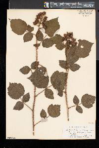 Rubus phoenicolasius image