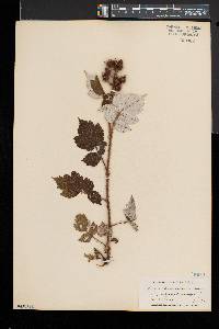 Rubus phoenicolasius image