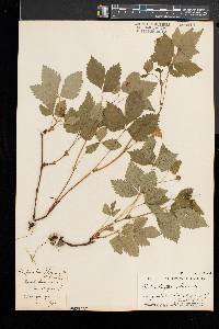 Rubus pubescens image