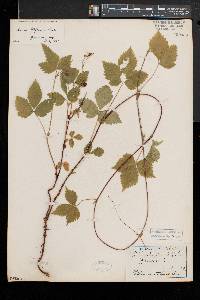 Rubus pubescens image