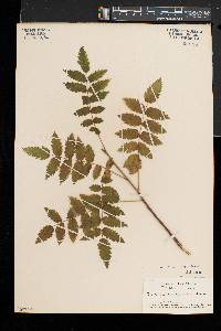 Sorbus decora image