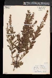 Spiraea alba image