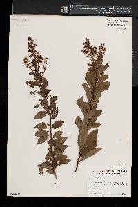 Spiraea alba image