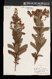 Spiraea latifolia image
