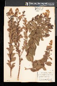 Spiraea latifolia image