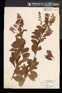 Spiraea latifolia image