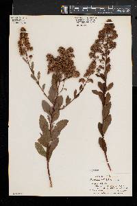 Spiraea latifolia image