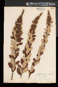 Spiraea tomentosa image