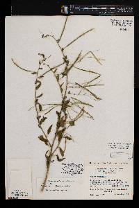 Cleome monophylla image