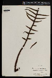 Asplenium horridum image