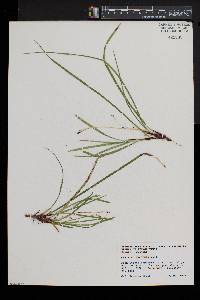 Carex pedunculata image