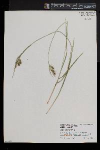 Carex pallescens image