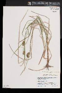 Carex bullata image