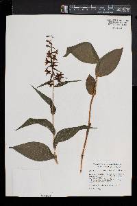 Epipactis helleborine image