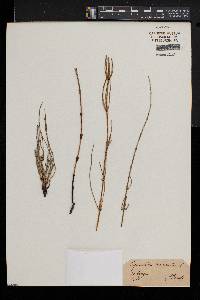 Equisetum palustre image