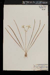 Ornithogalum umbellatum image