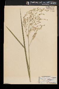 Glyceria canadensis image