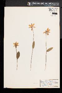 Pogonia ophioglossoides image