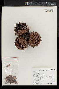 Pinus pungens image