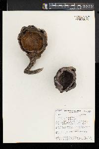 Tocoyena williamsii image