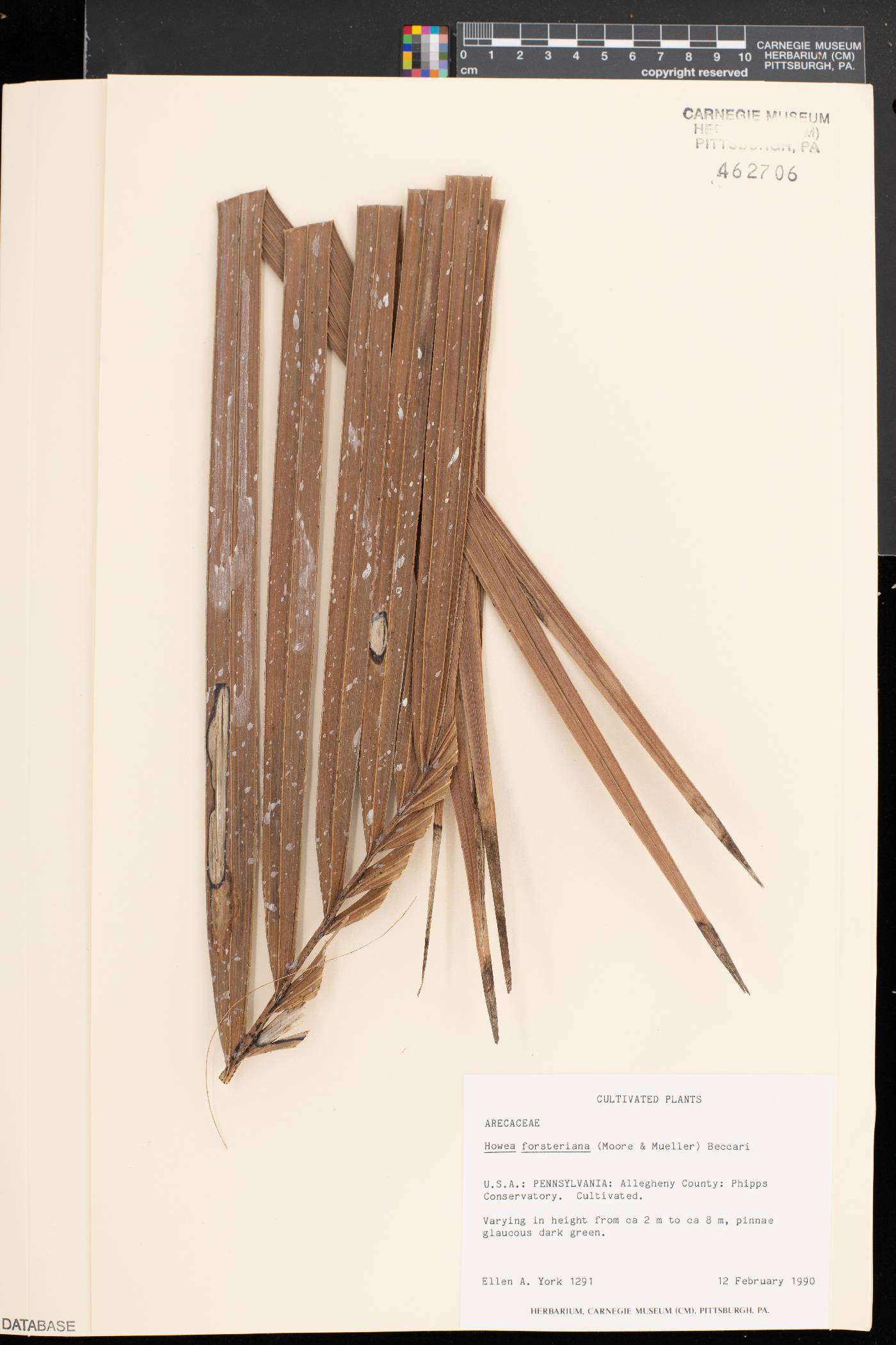 Howea forsteriana image