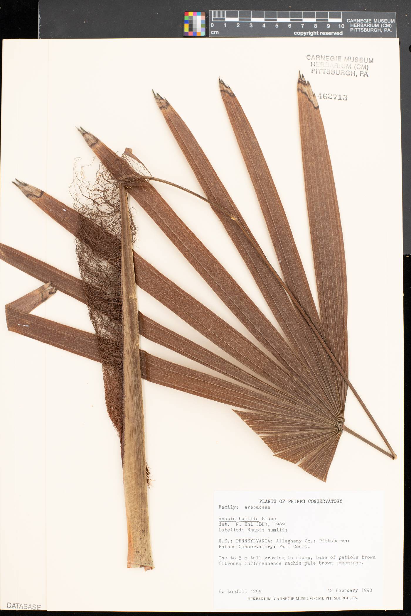 Rhapis humilis image