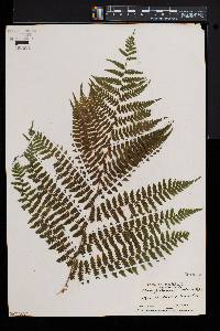 Athyrium asplenioides var. cyclosorum image